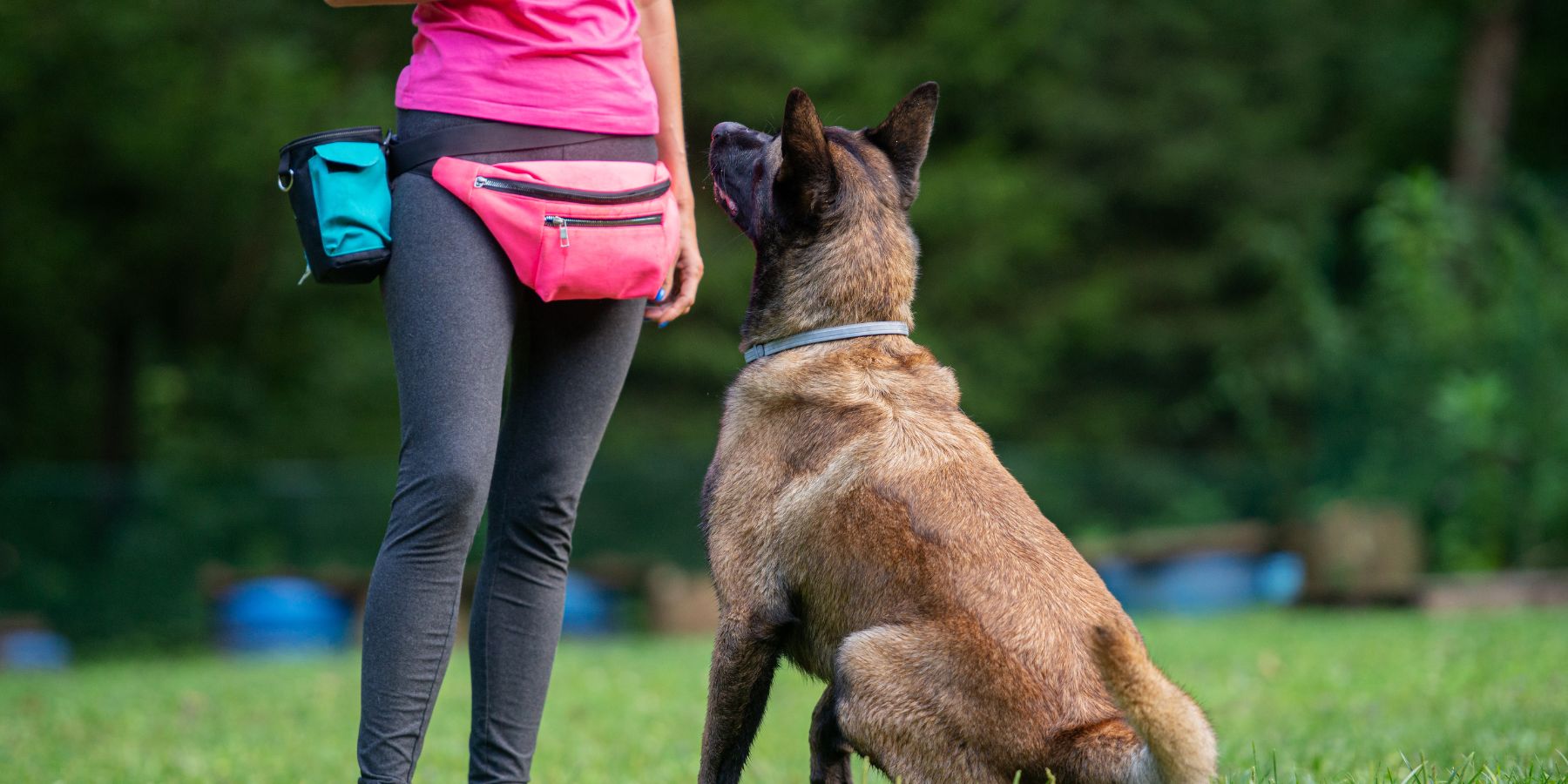 Are There Quick Tips for Mastering Common Dog Commands?